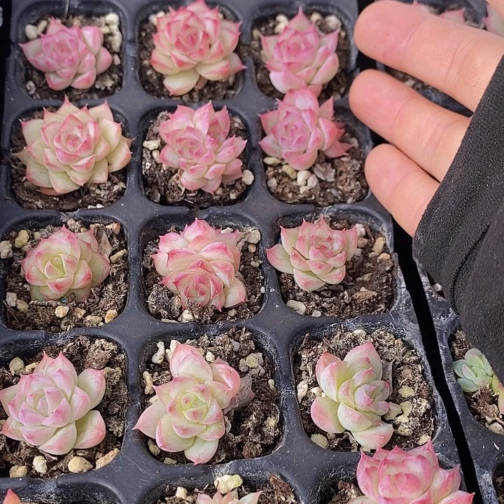 79 多肉植物盆栽植物