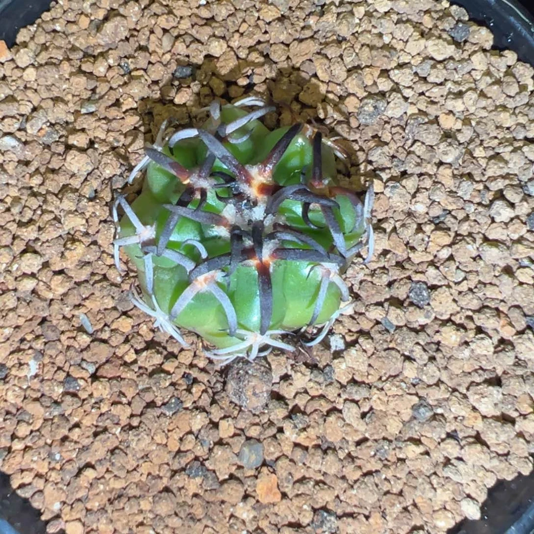 无花朵仙人球一物一拍111
