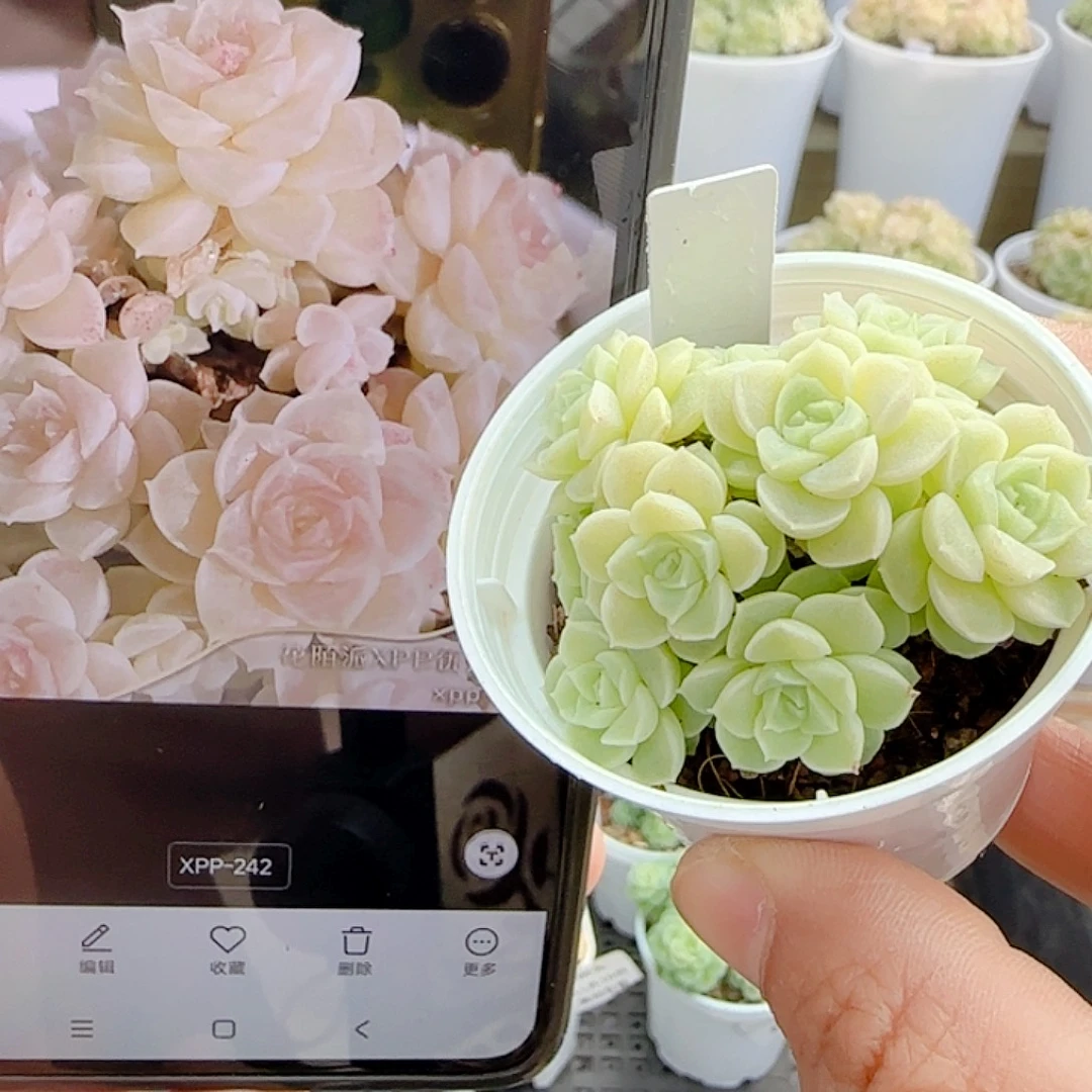 1115-35（xpp-242）优选