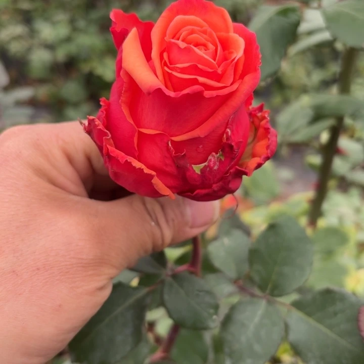 无花朵橙色之心小苗