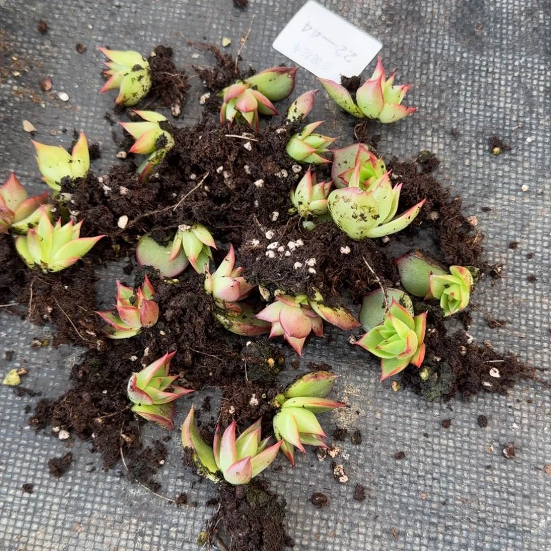 至尊宝一颗量拍22-44