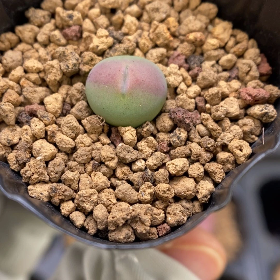 多肉植物肉锥杂交K-3238 毛杂柠檬薄荷糖