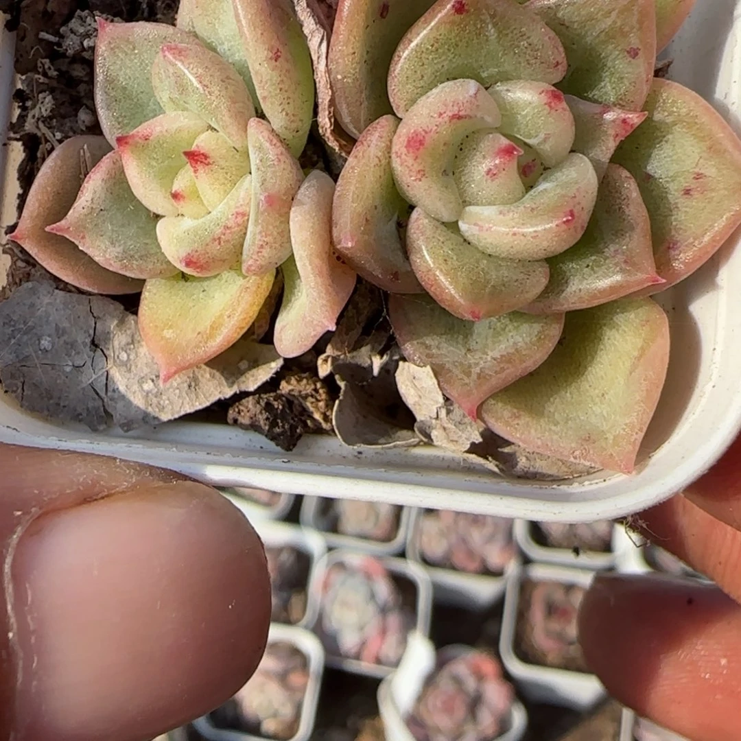 小卡拉米糖心一物一拍