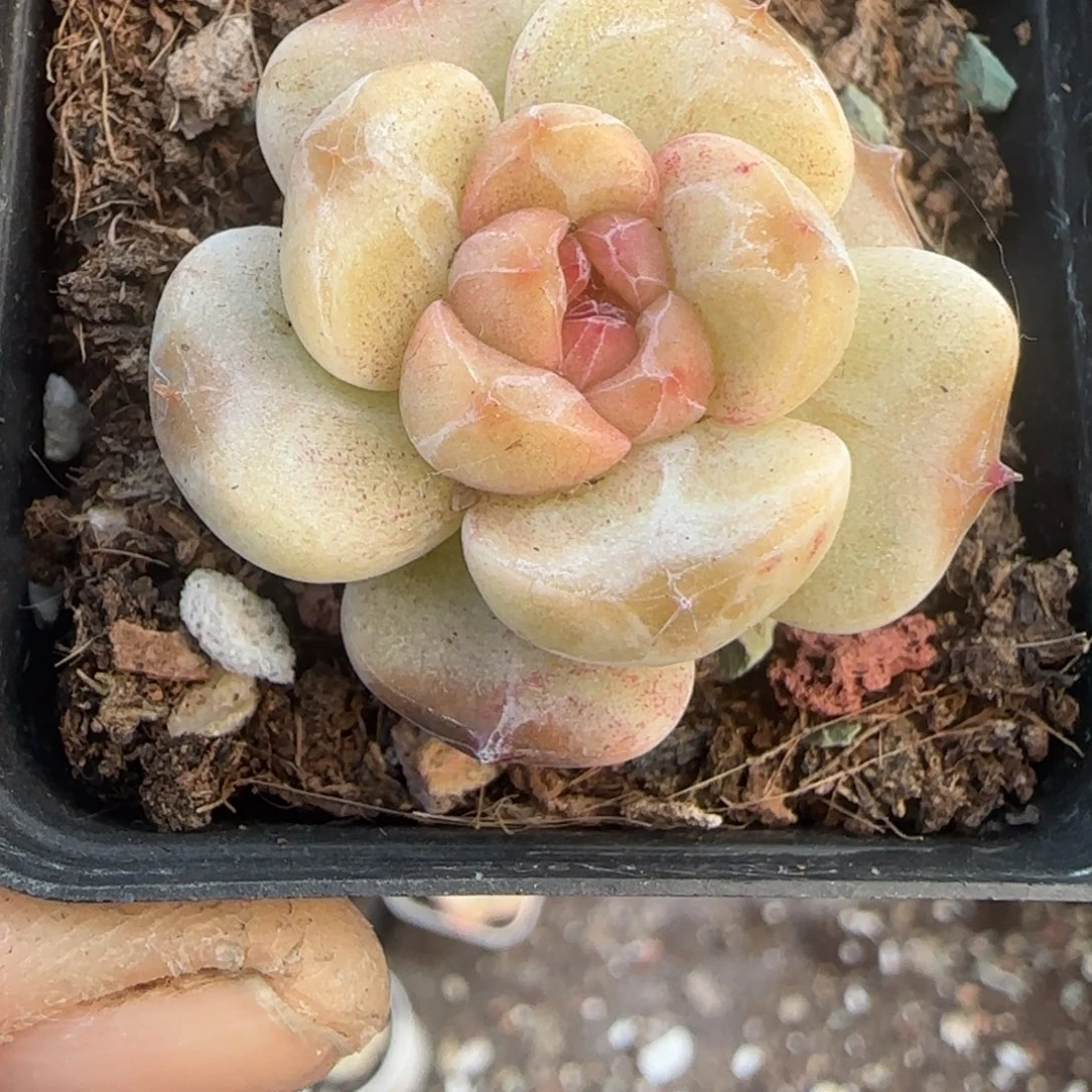 多肉小卡拉米糖心一物一拍