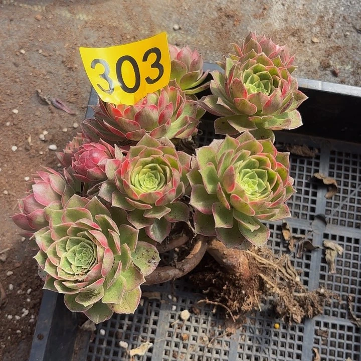 多肉植物福利303