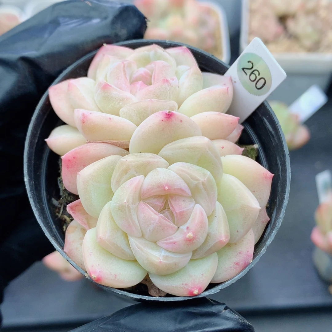糖心58包邮  群生不包整260