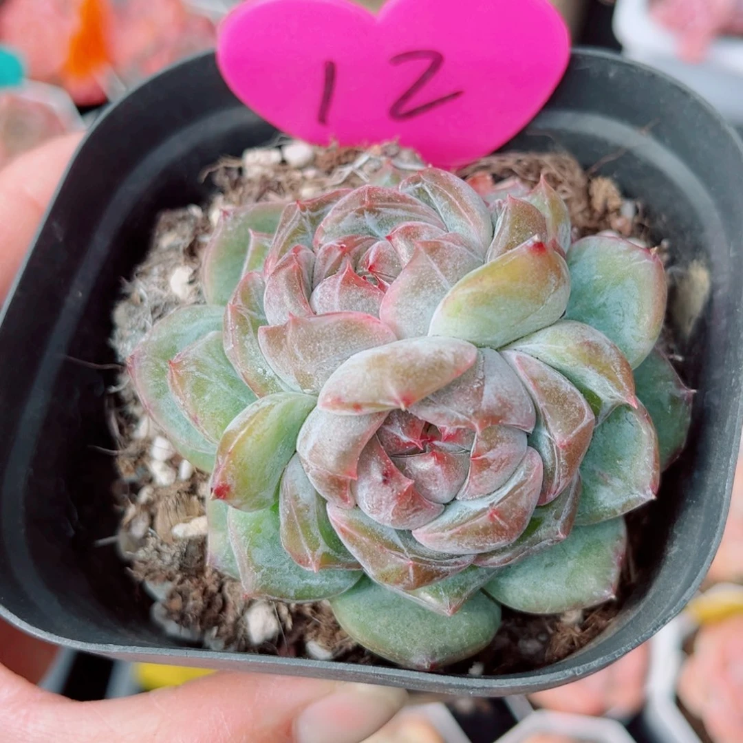 昱***语12号小老桩珍妮双头