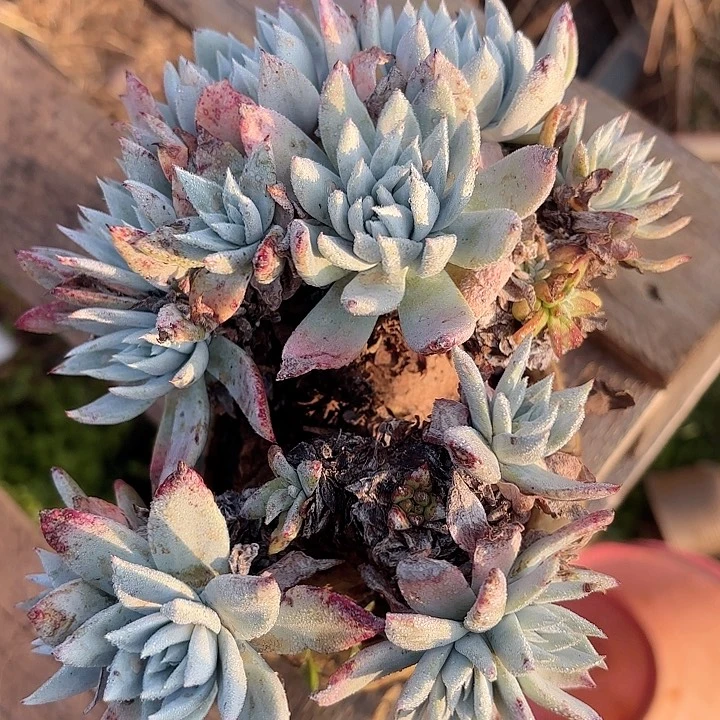 仙女杯多肉植物提取