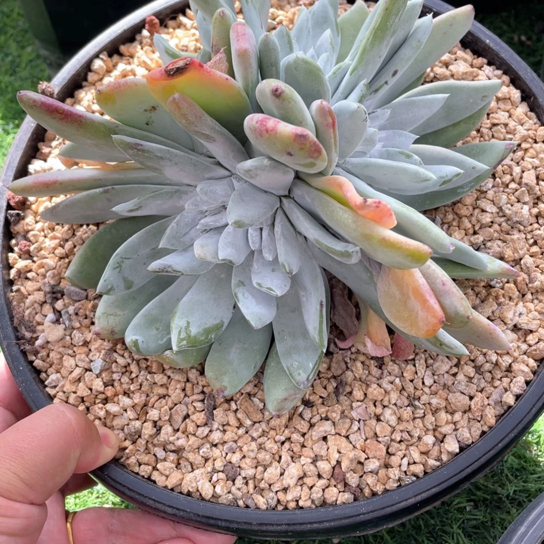 大牡丹苹果叶群生福利