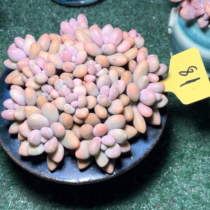 蜜丽81号码牌子的话题