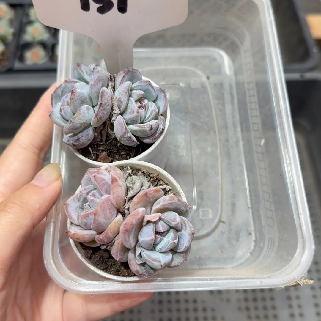 131满38包邮➗偏远发货不退货退款
