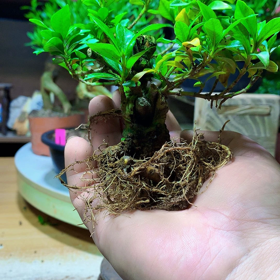 完全开放瑕疵寿星，不包活