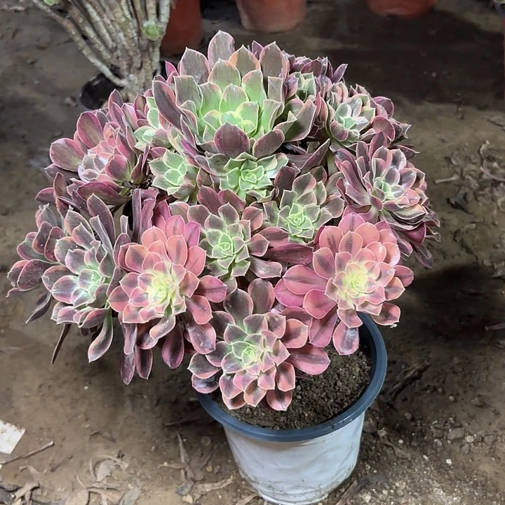 多肉植物法师金丝雀38