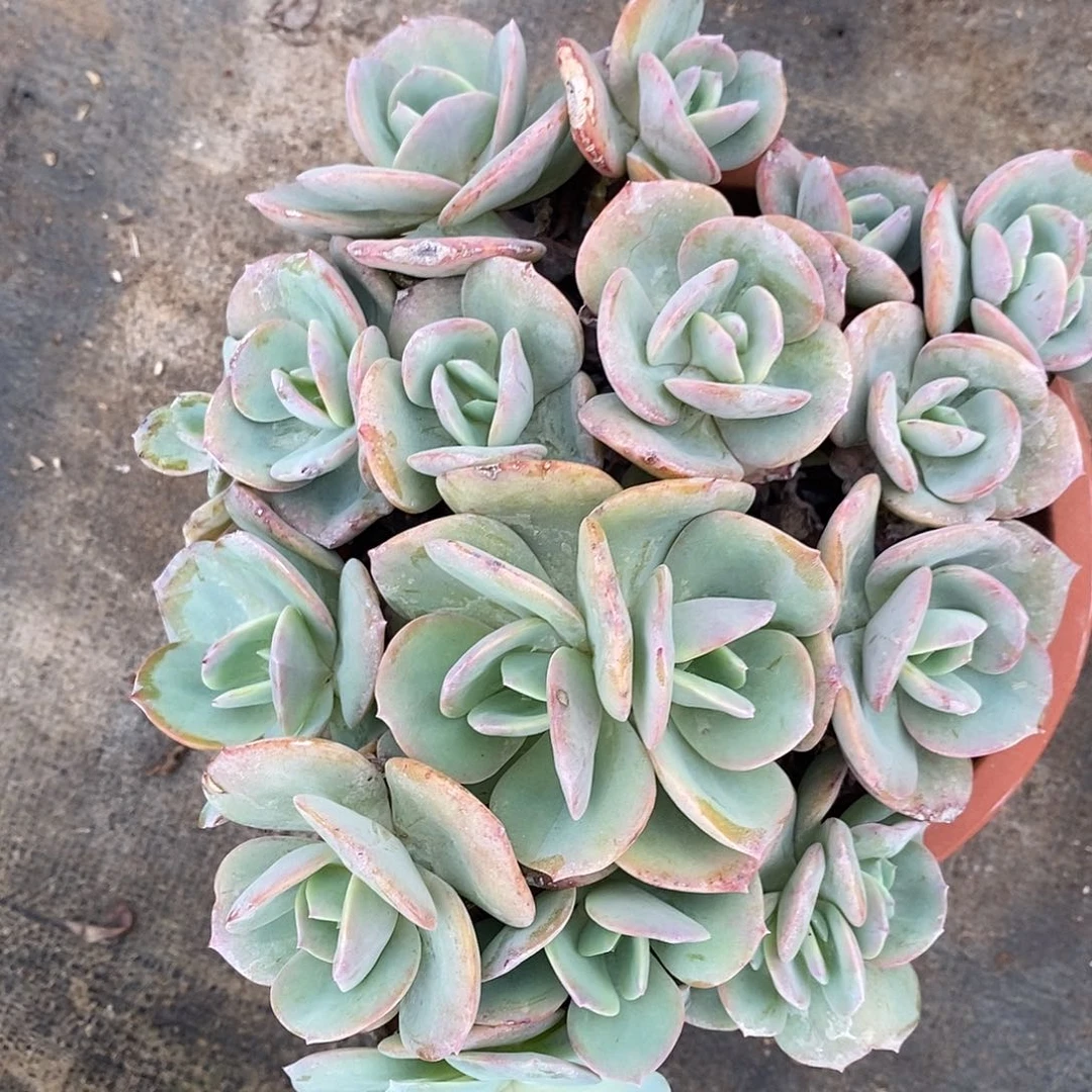 无花朵白凤，小号Du发货