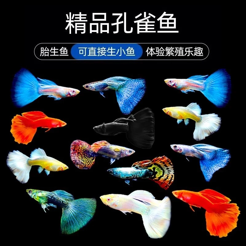 10条精品凤尾鱼观赏鱼活体热带小型淡水好养耐活红绿灯