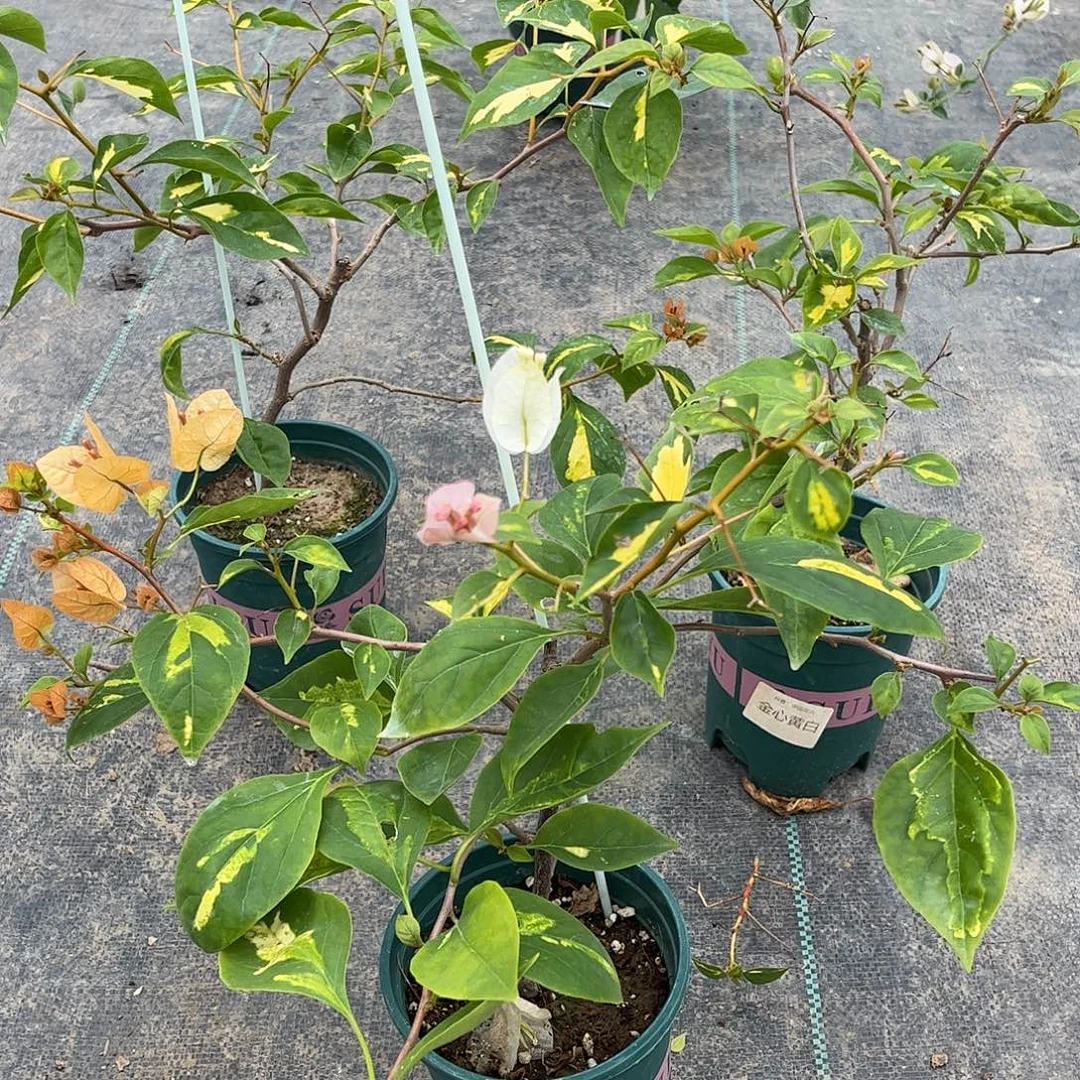 当前无花栽培后可以开花【金心黄白一棵】随机发货 福利款不售后
