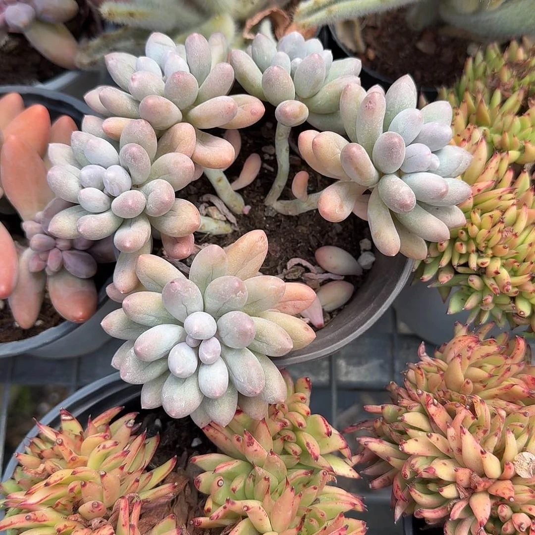 汤圆多肉植物精品