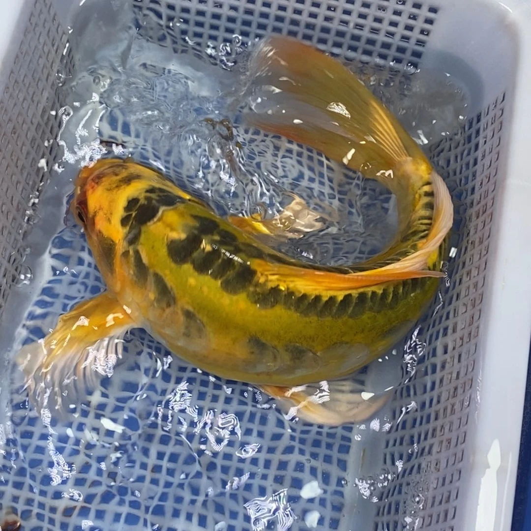 锦鲤冷水锦鲤包邮