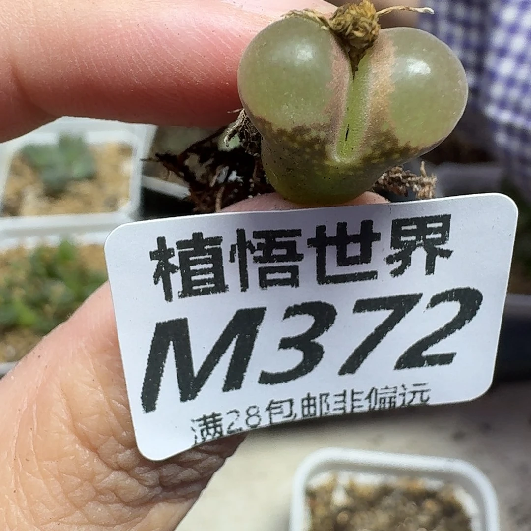 多肉植物的人生ghnj