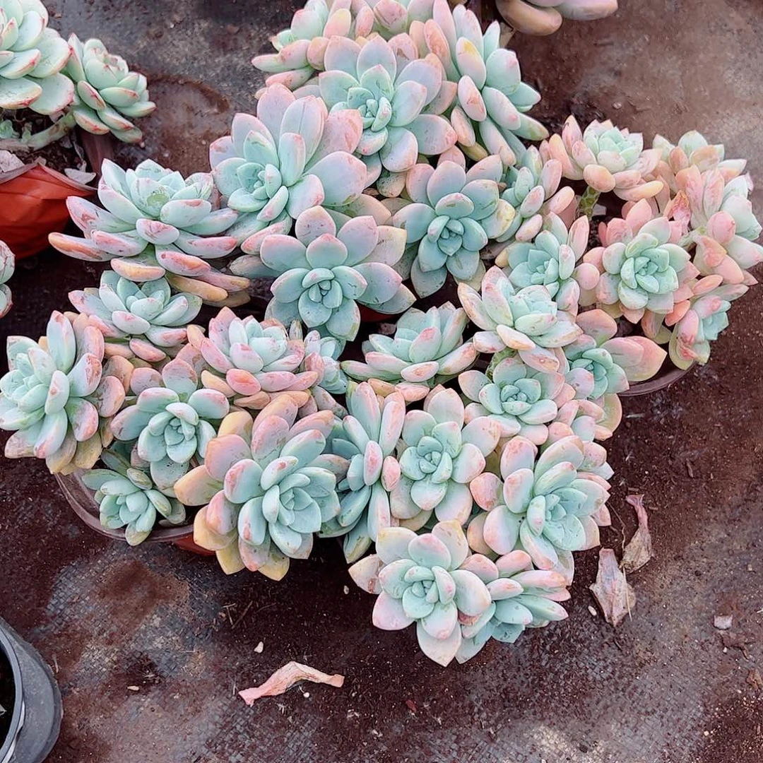 克洛伊多头造型二盆