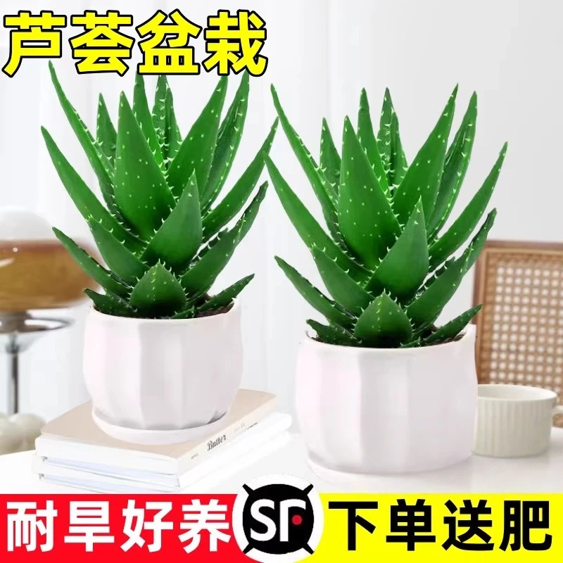 芦荟盆栽室内除甲醛净化空气绿植物办公桌多肉四季好养花卉仙人掌