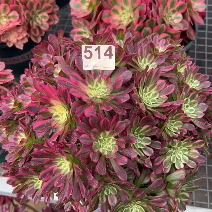 514天合朵朵30厘米左右