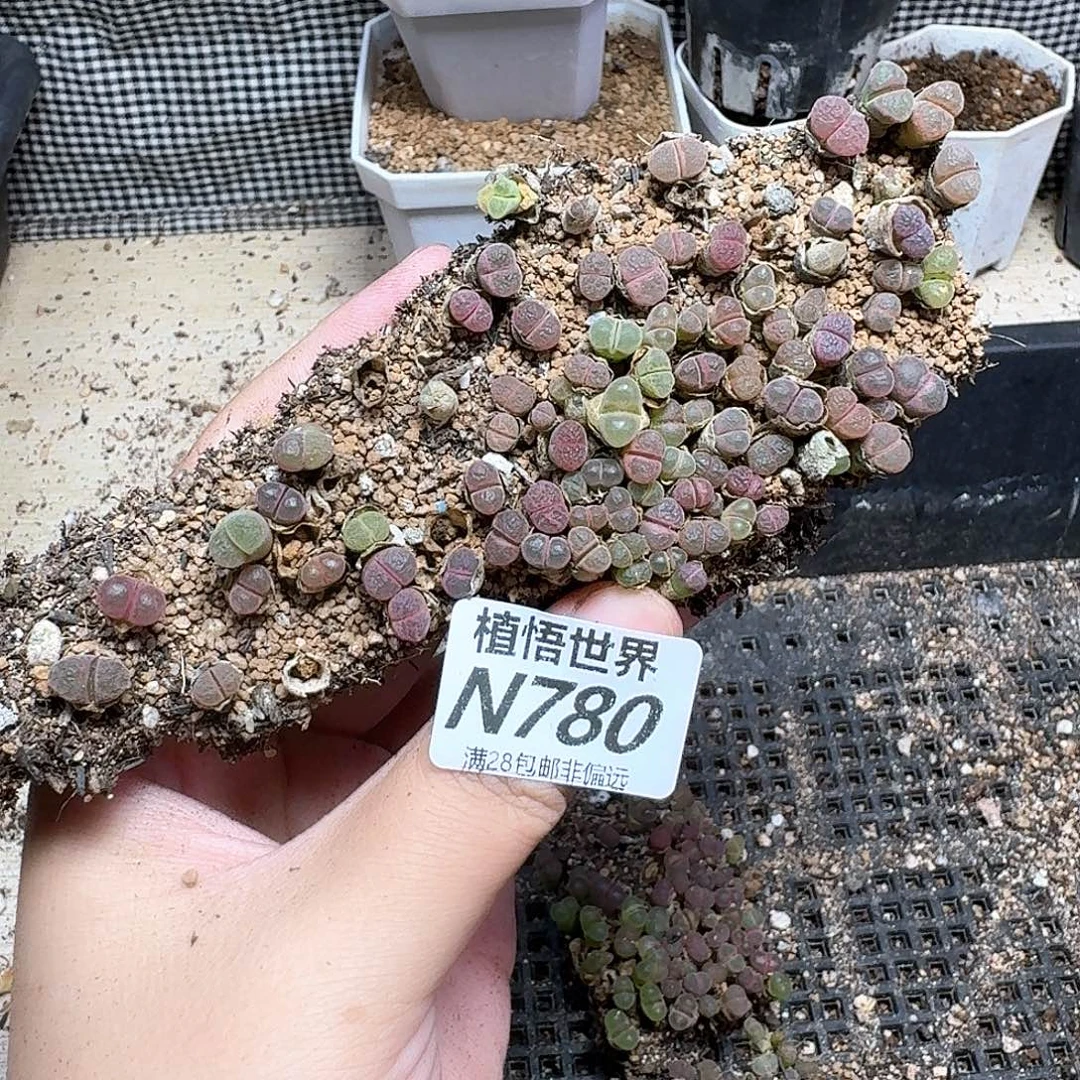 多肉植物的润泽fv