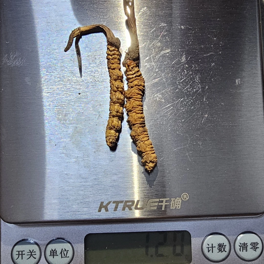 西藏林芝冬虫夏草20根