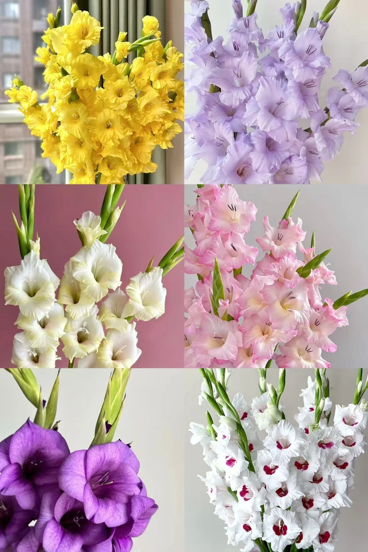 唐菖蒲/剑兰种球【全家福】庭院阳台地栽盆栽（不指定颜色）