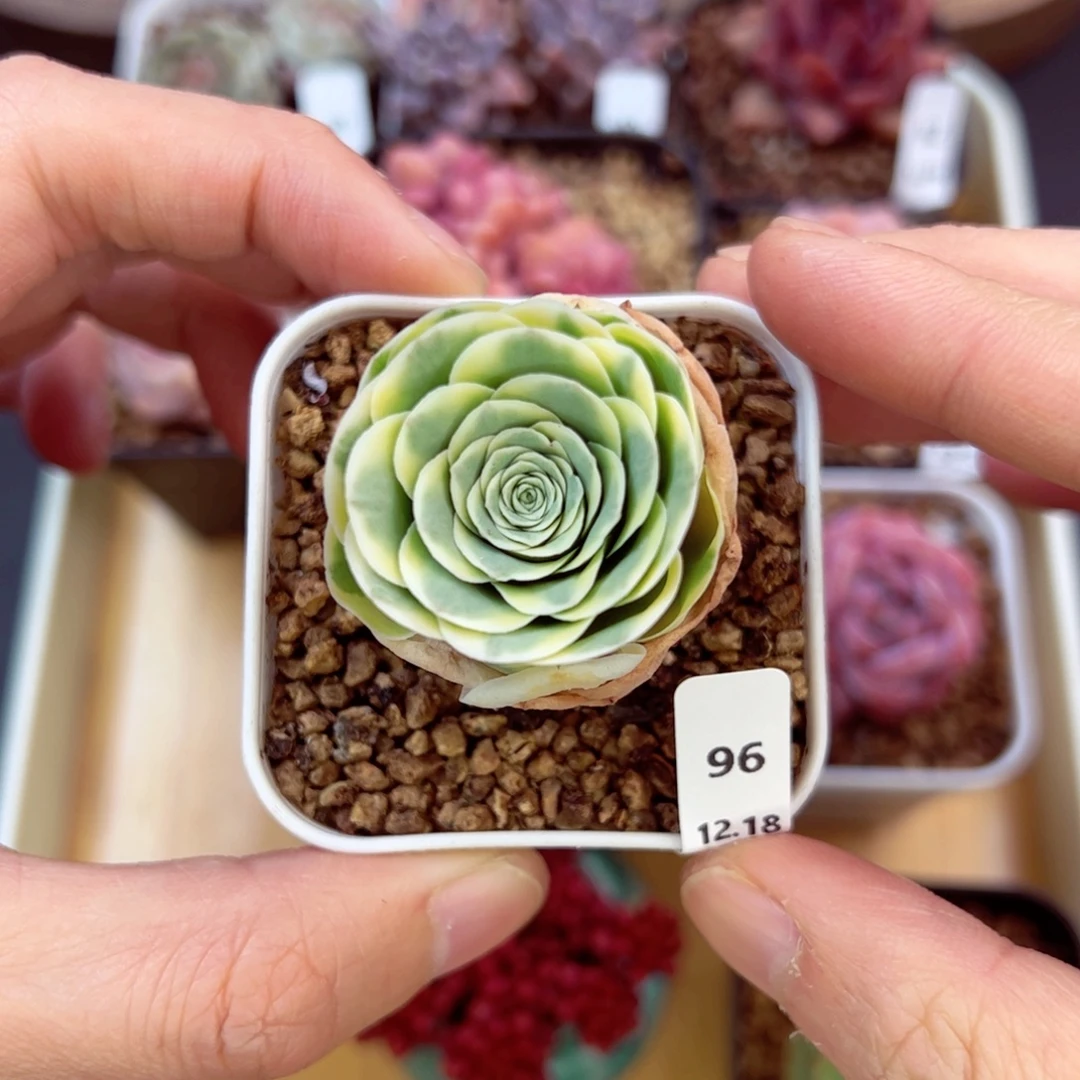 好好看96、哈哈哈哈