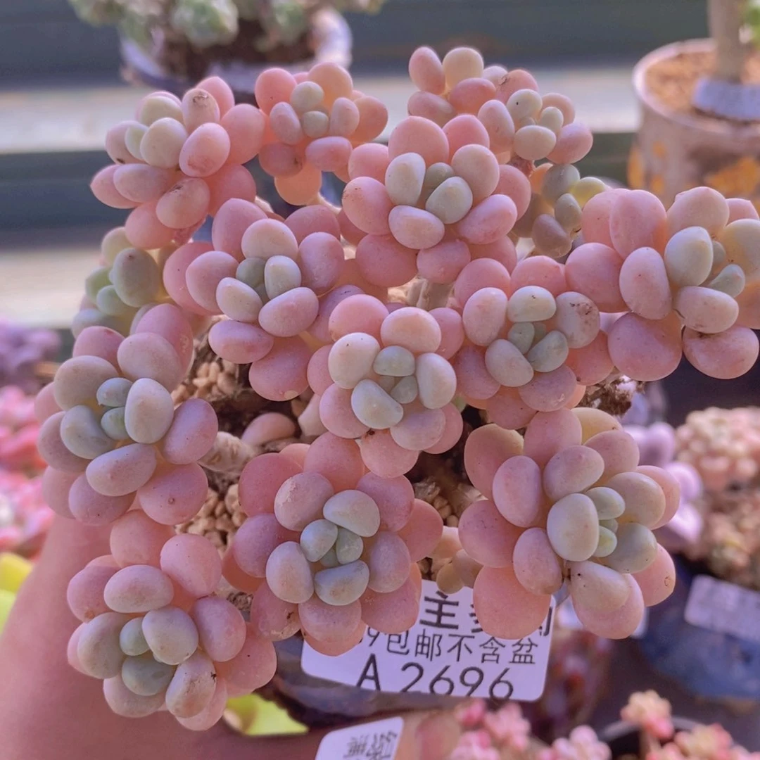 洛可可老桩10cm2696多肉植物