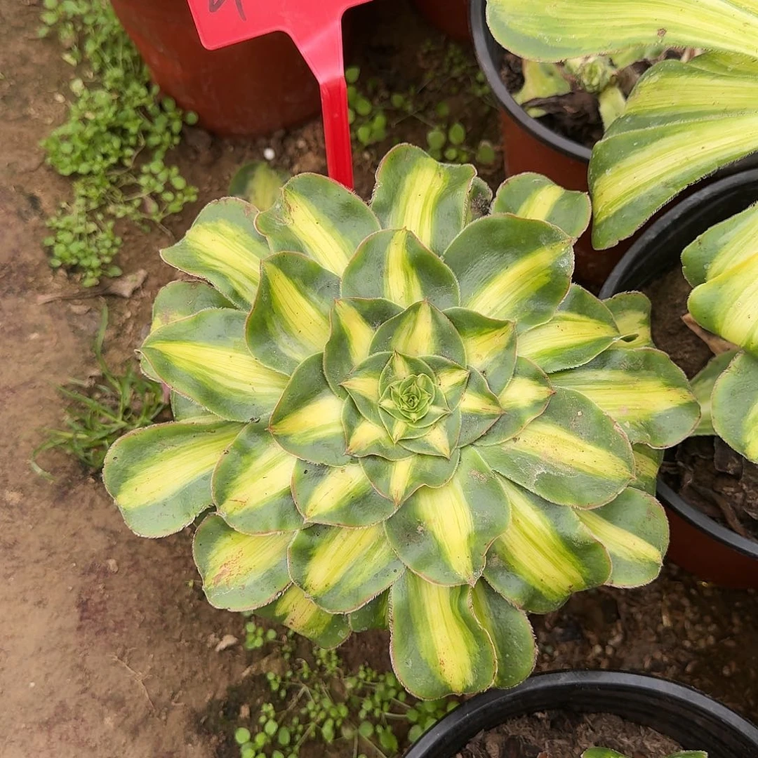 4539暴君多肉法师