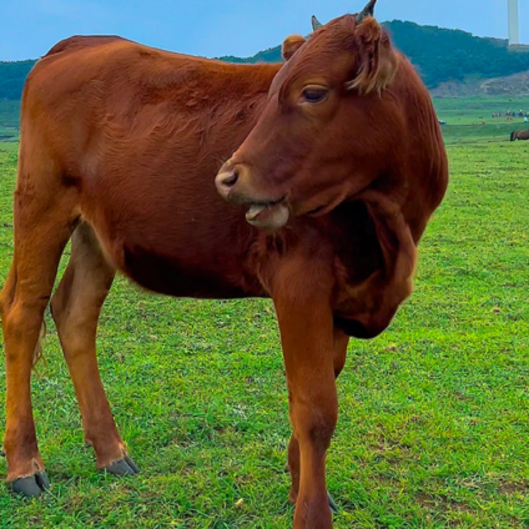 【小彭现切顺丰包邮】贵州生态高山放养土黄牛肉新鲜原切现宰现发