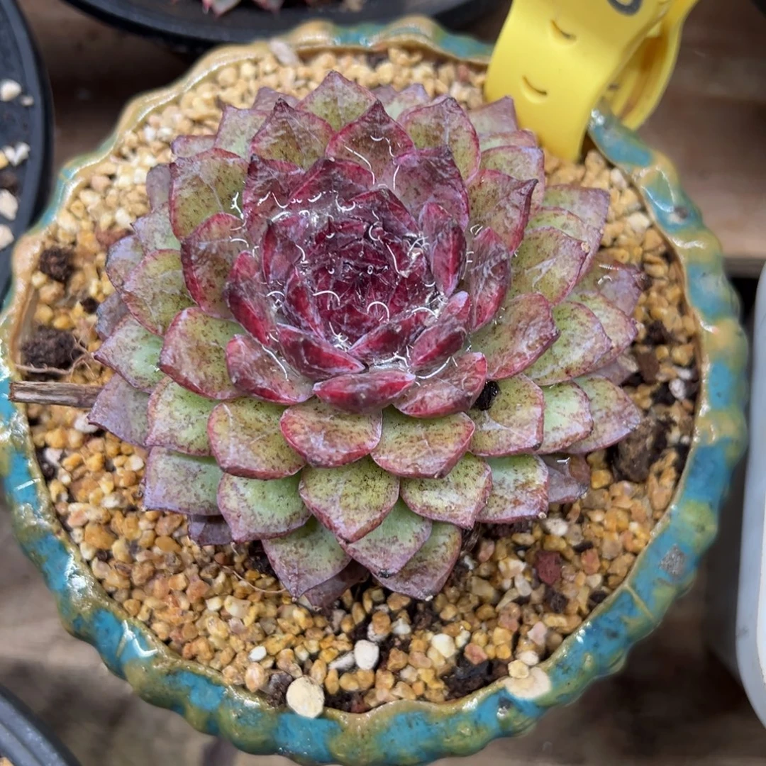 紫水晶 单头 夏鸣园艺