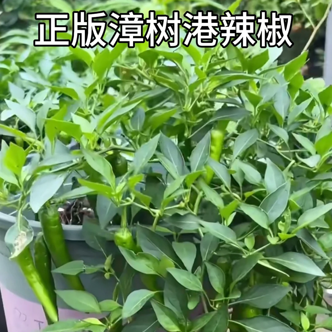漳树港辣椒(包品种)香味浓郁盆栽地栽