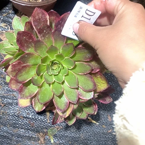 1638粉花妖多肉法师锦