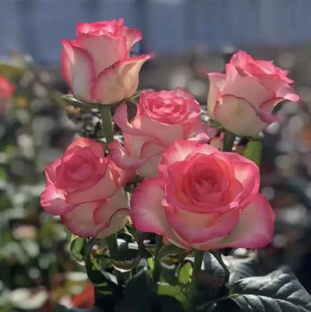 【艾莎】新手易养盆栽月季阳台月季庭院花卉多季节开花植物
