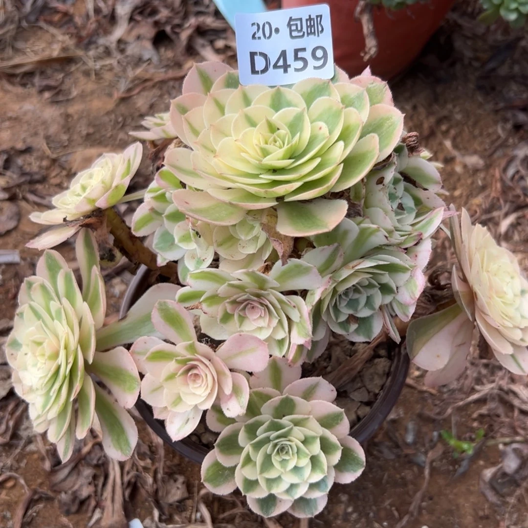 459倾城，多肉法师