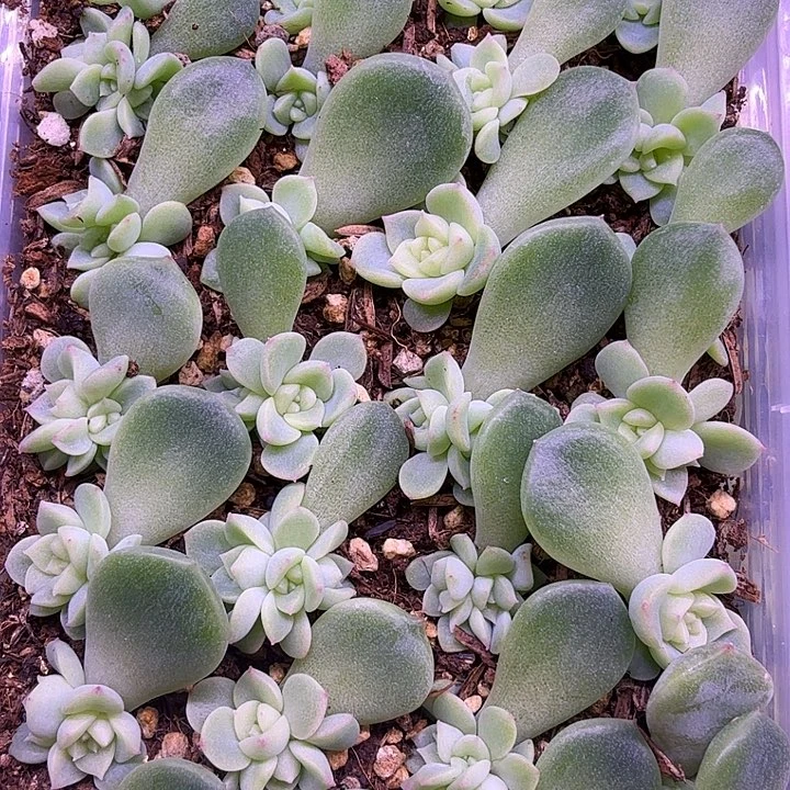 泼天富贵一盒yiwuyipai