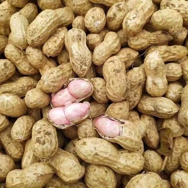 露天农家自种人工筛选现挖现发带壳粉红皮新鲜湿花生可水煮可生吃