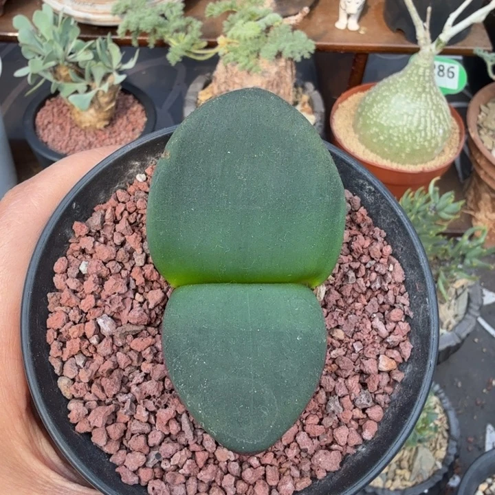 阔叶雪莲（满28包邮）