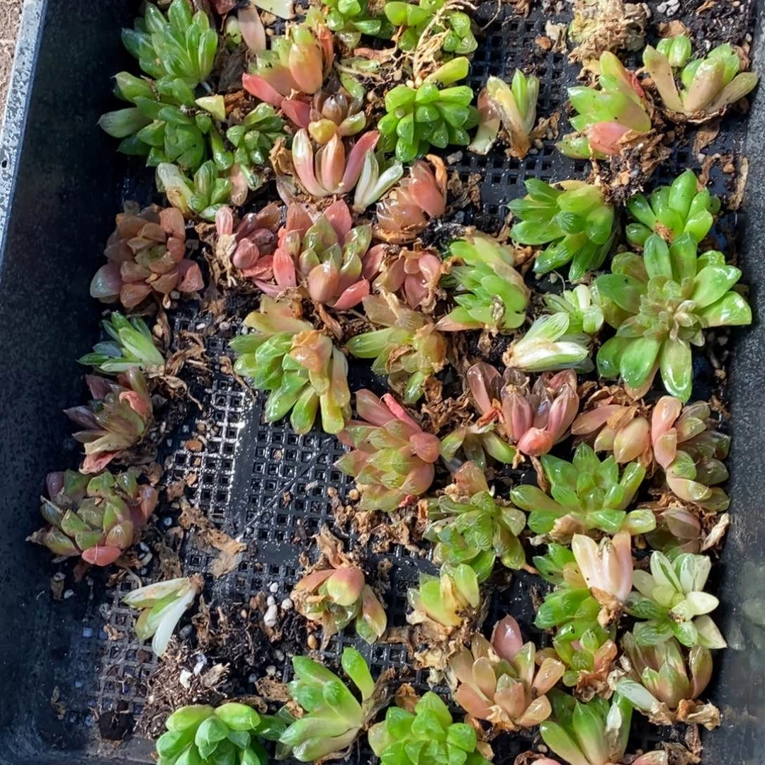 2927 一颗实生苏皇玉露 元旦整点福利