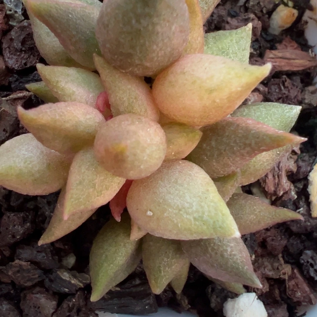 小辣椒锦桩子多肉植物水泡