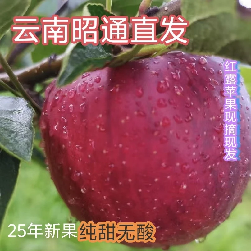 云南昭通红露苹果新鲜应季脆甜多汁高山种植水果