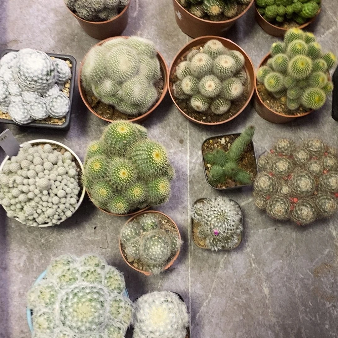 生***布一物一拍仙人球12345