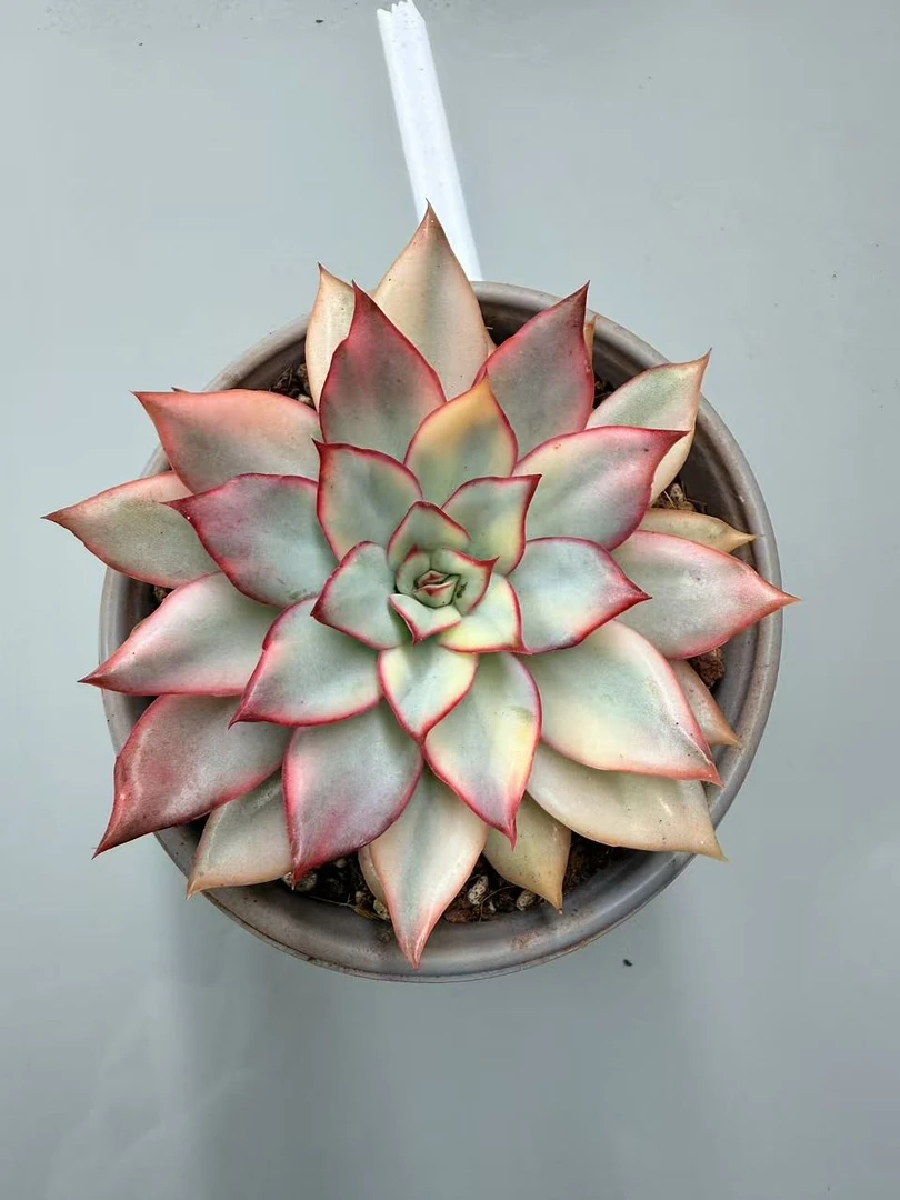 月光女神锦 多肉植物满两单包邮