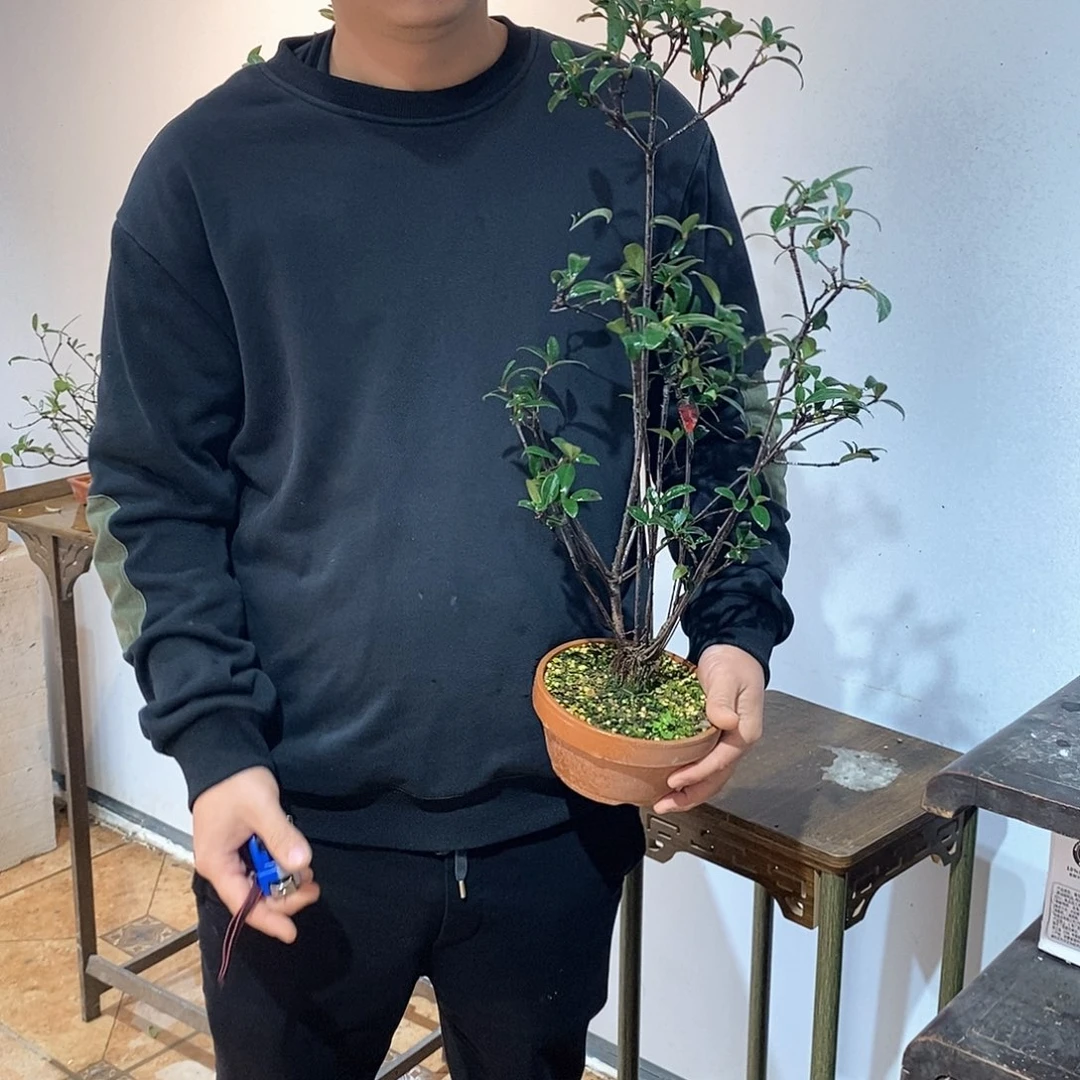 春花8888888清**月春花8888