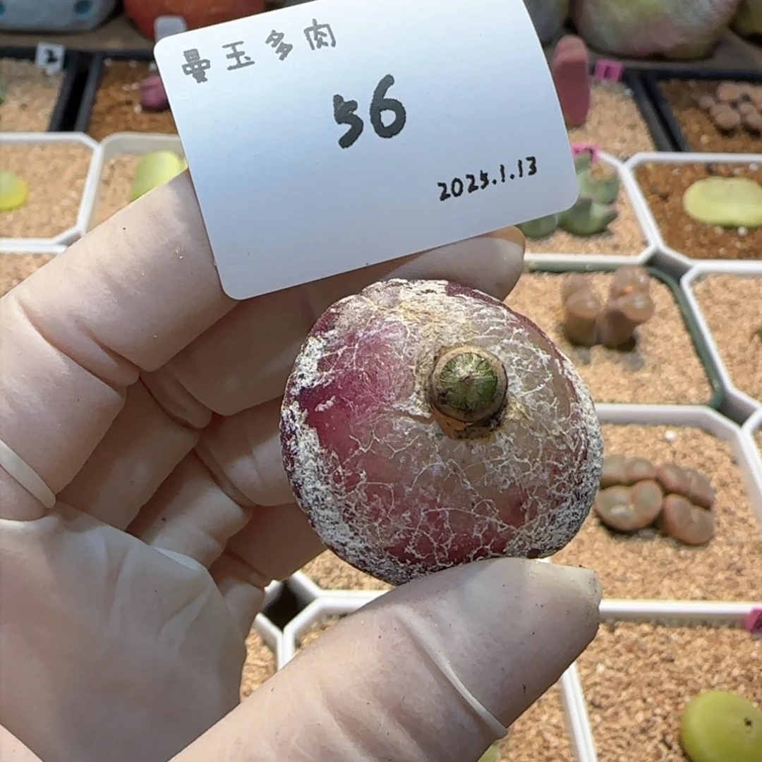 J****空多肉多肉多肉1.13-056星空