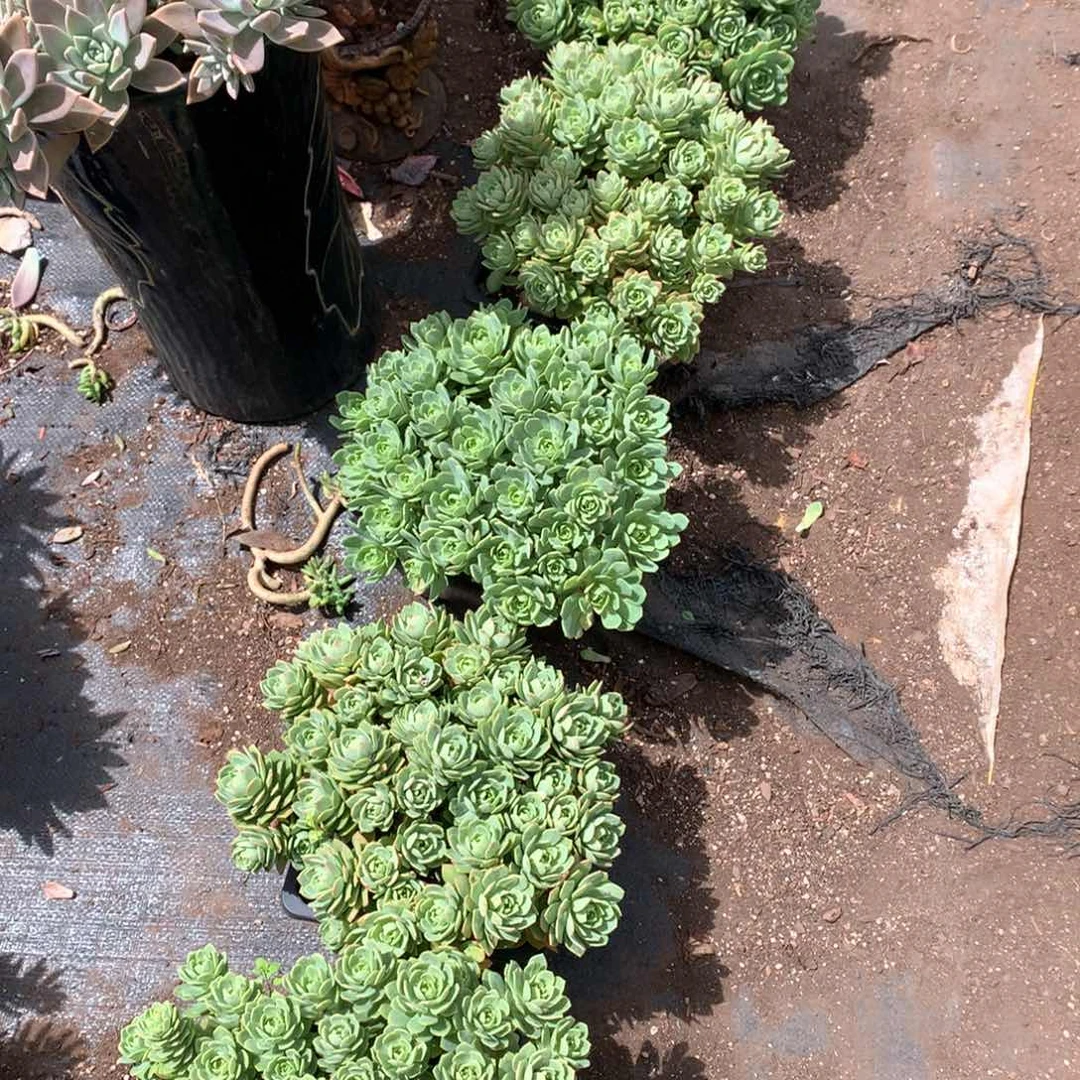 绿蔷薇量拍晓晓1553