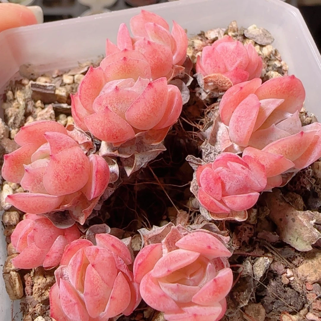 花语多肉1202-145胭脂贝瑞